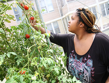 The Beth Greenhouse - student picking a tomato